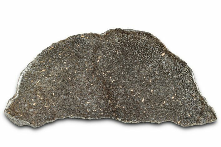 Polished Dinosaur Bone (Gembone) Section - Morocco #349667